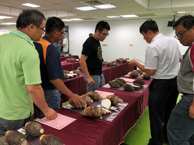 台中優質芋頭評鑑　大甲許欽龍封王